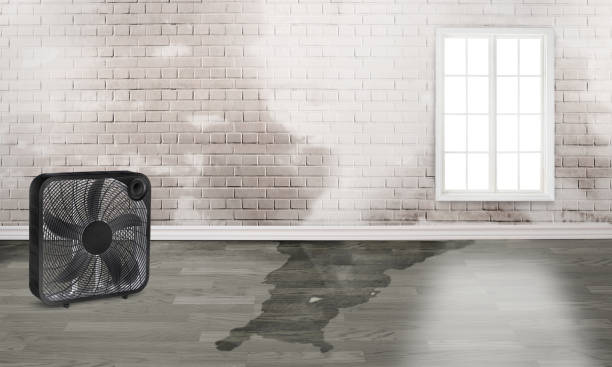 Best Water damage restoration near me  in Willard, UT