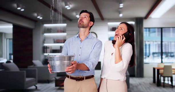 Best Professional water damage repair  in Willard, UT